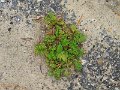 dscf0344